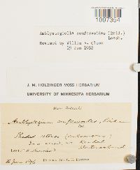 Platydictya confervoides image