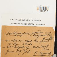 Platydictya confervoides image