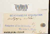 Platydictya subtilis image