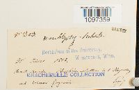 Platydictya subtilis image