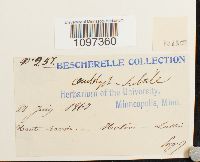 Platydictya subtilis image