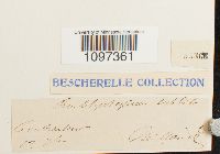 Platydictya subtilis image