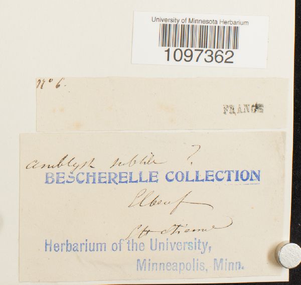 Platydictya subtilis image