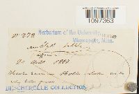 Platydictya subtilis image