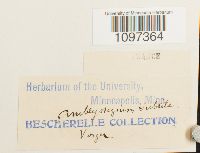 Platydictya subtilis image