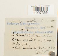 Platydictya subtilis image