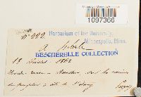 Platydictya subtilis image