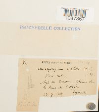 Platydictya subtilis image