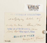 Platydictya subtilis image