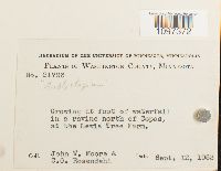 Homomallium adnatum image