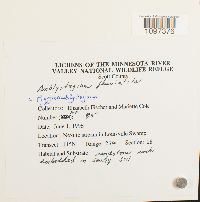 Hygroamblystegium fluviatile image