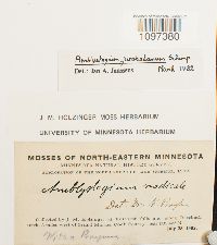 Amblystegium juratzkanum image