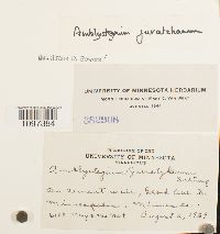 Amblystegium juratzkanum image