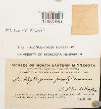 Amblystegium juratzkanum image