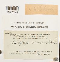 Amblystegium serpens image