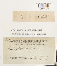Amblystegium serpens image