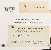 Amblystegium serpens image