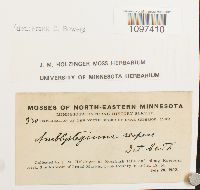 Amblystegium serpens image