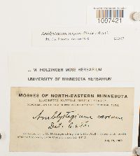 Amblystegium serpens image