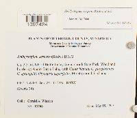 Amblystegium serpens image