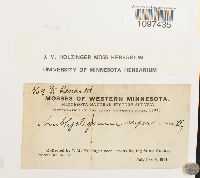 Amblystegium serpens image