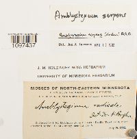Amblystegium serpens image
