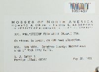 Hygroamblystegium fluviatile image