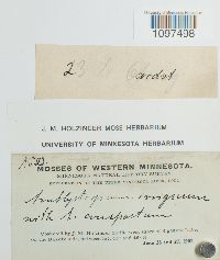 Hygroamblystegium tenax var. tenax image