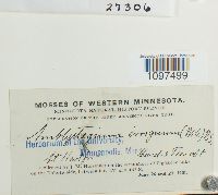 Hygroamblystegium tenax var. tenax image