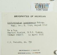 Amblystegium juratzkanum image