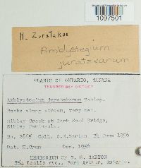 Amblystegium juratzkanum image