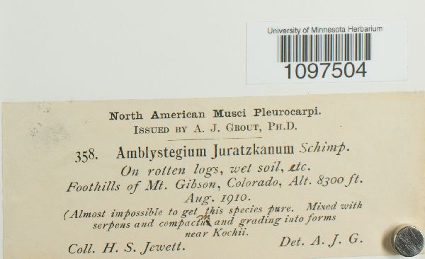 Amblystegium juratzkanum image