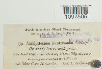 Amblystegium juratzkanum image