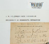 Amblystegium juratzkanum image