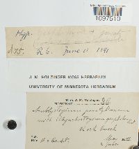 Amblystegium juratzkanum image