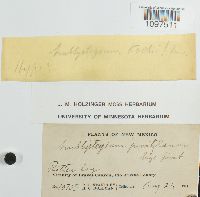 Amblystegium juratzkanum image