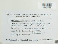 Amblystegium serpens image