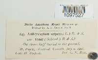 Amblystegium serpens image