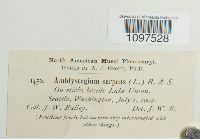 Amblystegium serpens image