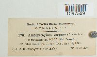Amblystegium serpens image