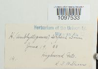 Amblystegium serpens image