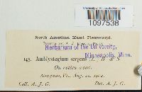 Amblystegium serpens image
