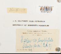 Amblystegium serpens image