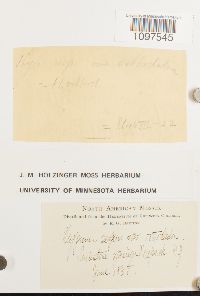 Amblystegium serpens image