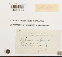 Amblystegium serpens image