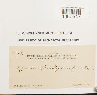 Amblystegium serpens image