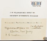Amblystegium serpens image