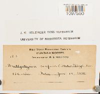 Amblystegium serpens image