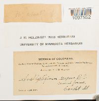 Amblystegium serpens image