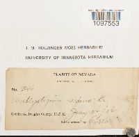 Amblystegium serpens image